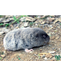 گونه ول حفار کردی Transcaucasian Mole-Vole